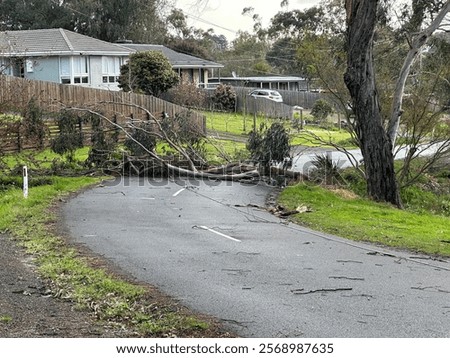 Tree and power lines fallen over on road