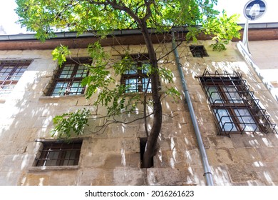 A tree preserved by opening a window in a historical building. love of nature conservation in historical texture