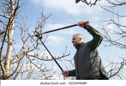 Tree Pruning During Sunny Winter Day