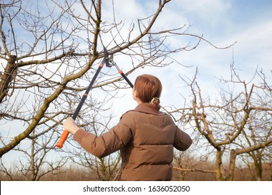 Tree Pruning During Sunny Winter Day	