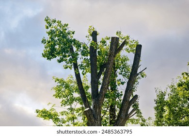 Tree pruning mistake, wrong and harmful pruning. Incorrect branch pruning. Tree with pruned top against blue sky. Pruning tree in the city square or park. Chop off the tree top. 