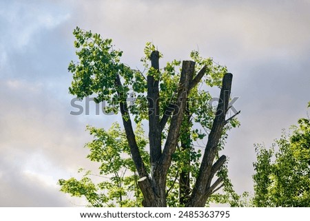 Tree pruning mistake, wrong and harmful pruning. Incorrect branch pruning. Tree with pruned top against blue sky. Pruning tree in the city square or park. Chop off the tree top. 