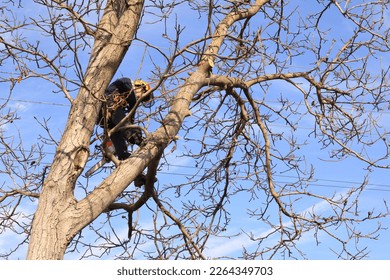 Tree pruning. Removing side branches with a saw. Walnut. Garden trees.