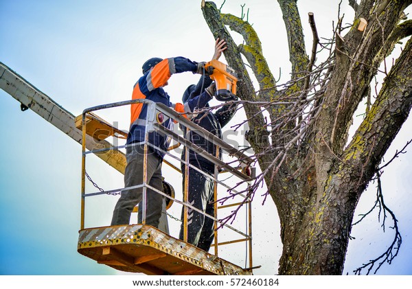 Tree Pruning Sawing By Man Chainsaw Stock Photo (Edit Now) 572460184