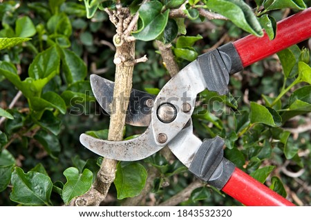 Tree pruning sheers getting ready to cut into a branch during gardening