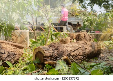 Tree Pruning. Truck Removes Damaged Trunk, Workers Clean Sidewalk Of Remains Of Branches And Foliage