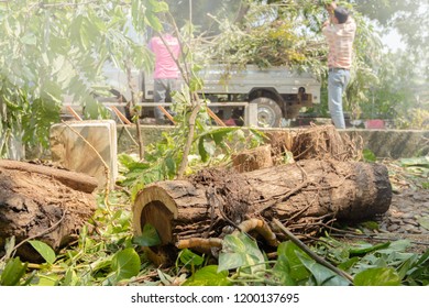 Tree Pruning. Truck Removes Damaged Trunk, Workers Clean Sidewalk Of Remains Of Branches And Foliage