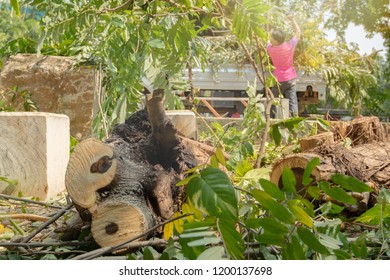 Tree Pruning. Truck Removes Damaged Trunk, Workers Clean Sidewalk Of Remains Of Branches And Foliage