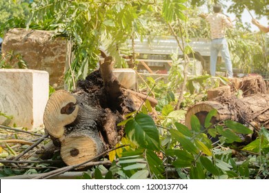 Tree Pruning. Truck Removes Damaged Trunk, Workers Clean Sidewalk Of Remains Of Branches And Foliage