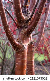 Tree, Prunus serrula 'Amber Scots' ('Minscots') - Shutterstock ID 2121093002