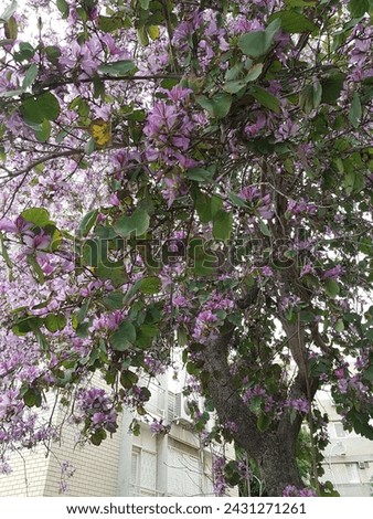 tree with purple pink flowers blosson 