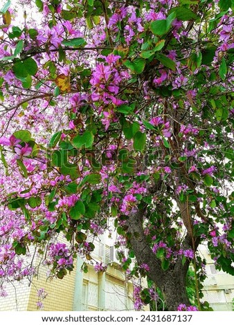 tree with purple pink flowers blosson 