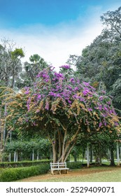 “Lush Tree with Purple Flowers”: This image features a large, vibrant tree adorned with a mix of green leaves and striking purple flowers. A white bench sits under the tree’s shade, 