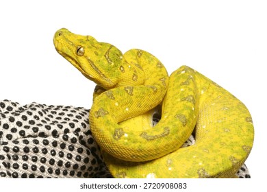Tree Python Isolated On White Background