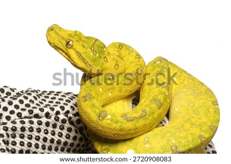 Tree Python Isolated On White Background