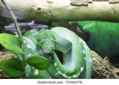 Tree Python Oklahoma City Zoo