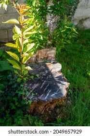 Tree Rebirth After Felling, New Branches, Outgrowths Of New Branches