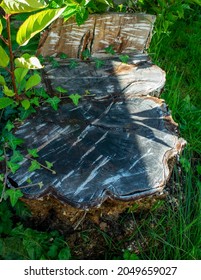 Tree Rebirth After Felling, New Branches, Outgrowths Of New Branches