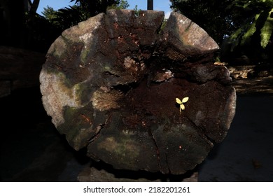 Tree Rebirth In The Dead Tree