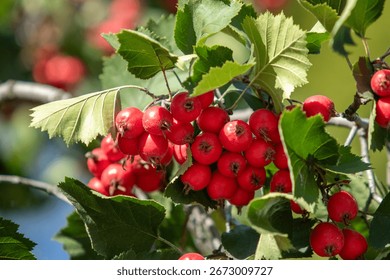A tree with red berries on it. The tree is full of leaves and branches