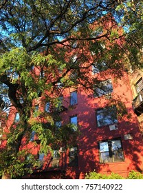 A tree and a red building