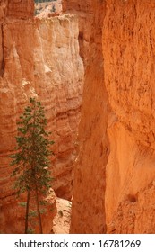 tree in red canyon