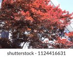 Tree with Red Leaves