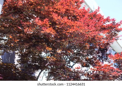 Tree with Red Leaves