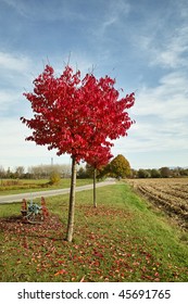 tree with red leaves in fall