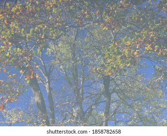 Tree Reflected In Calm Water Of The Mad River