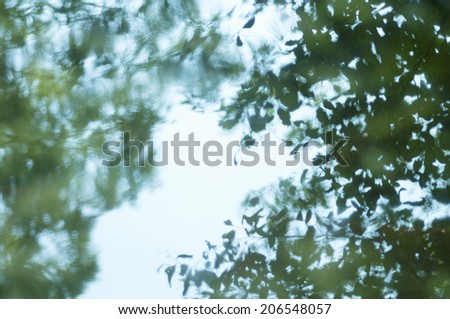 Tree Reflected On The Pond