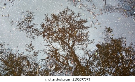 Tree reflected in a water puddle.