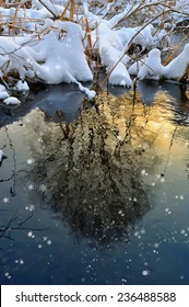 Tree reflected in water at sunset in winter