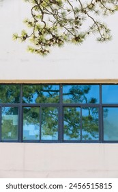 tree reflected in the window