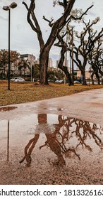 tree reflecting in the puddle