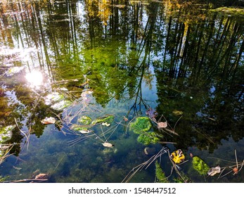 Tree Reflection At Mission Creek 