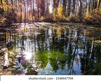 Tree Reflection Mission Creek 