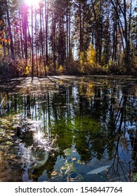 Tree Reflection Mission Creek 