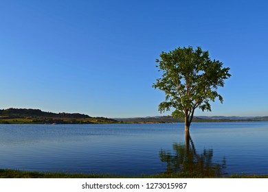 tree reflection on the lake
