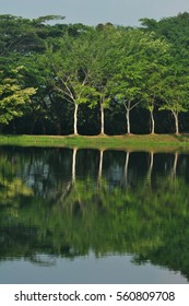 Tree reflection on the lake surface