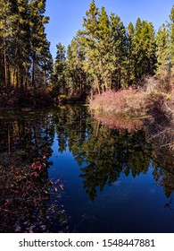 Tree Reflection Pond At Mission Creek 