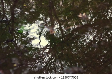 Tree Reflection in Puddle 