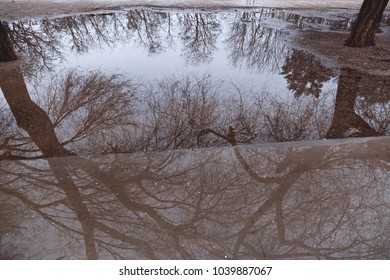 Tree Reflection In Puddle Of Water