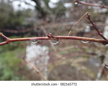 Tree Reflection in Rain Drops on Twig