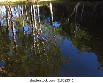 tree reflection in water