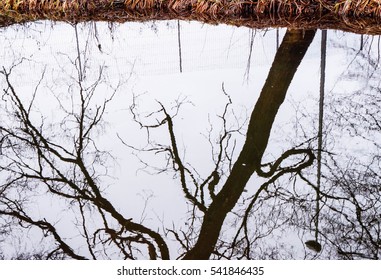 Tree reflection in water