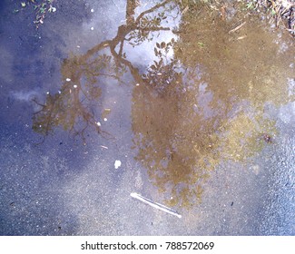 Tree reflection in the water               