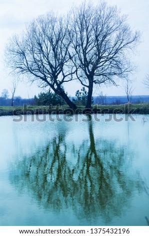 Similar – Foto Bild ::ELBSTRAND:: Baum Holz