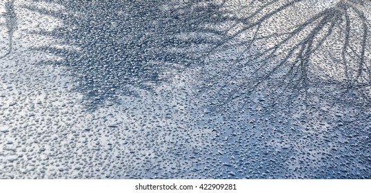 Tree reflection in water drops. car surface