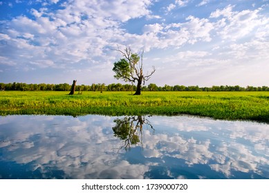 Tree Reflection In Yellow Water Billabong Australia